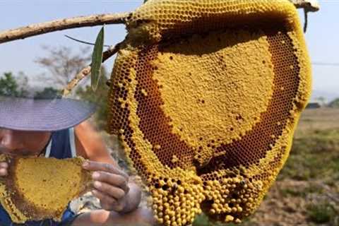 great skill : harvesting honey beehive by bare hands | natural honey | eating raw honey