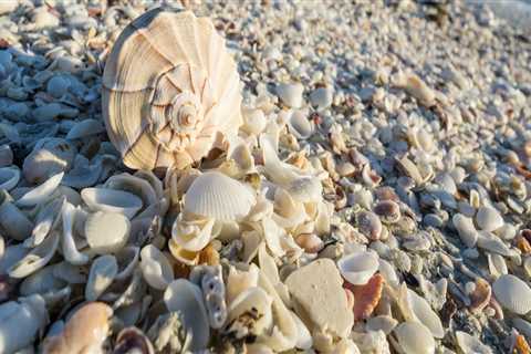 The Best Beaches in Florida for Shelling