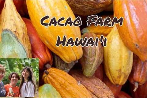 HAWAII TOURS: Cacao Farm Tour and Chocolate Tasting in 4K