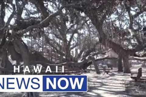 ''Only job I’ve ever had'': Man who cared for historic banyan tree returns to Lahaina