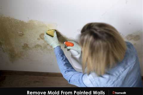 What Kills Mold On Walls?