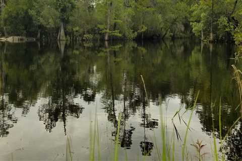 Exploring the Best Hiking Trails Around Panama City Beach, Florida