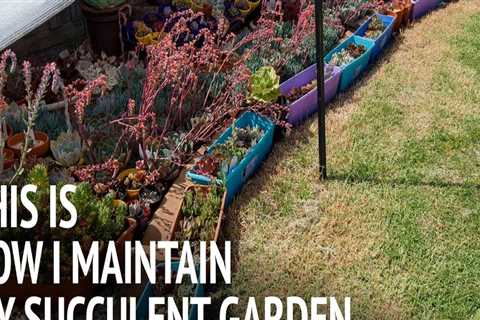 How do I maintain my garden