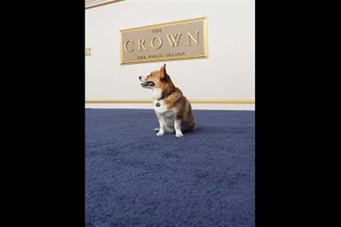 Ziggy the Corgi is here to celebrate the final season of #TheCrown 🐾