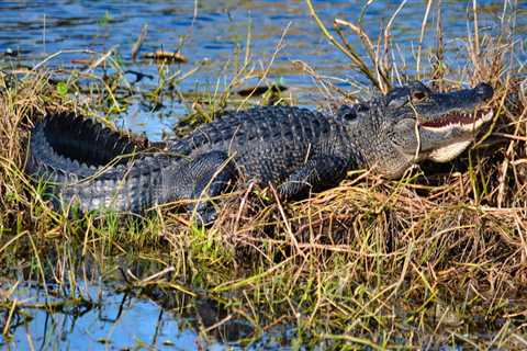 Exploring the Mammal Species of Panama City, Florida