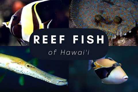 Top 20 Reef Fish found in Hawai''i