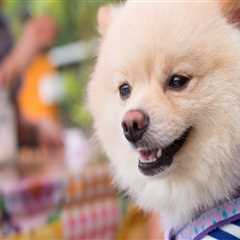 The Ultimate Guide to Dog-Friendly Restaurants in Northeast Ohio