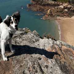 The Pet-Friendly Dining Scene in Southern New Jersey