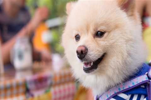 The Ultimate Guide to Dog-Friendly Restaurants in Northeast Ohio