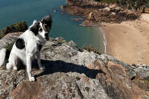 The Pet-Friendly Dining Scene in Southern New Jersey